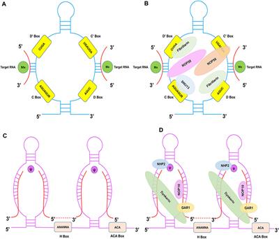 Small but strong: the emerging role of small nucleolar RNA in cardiovascular diseases